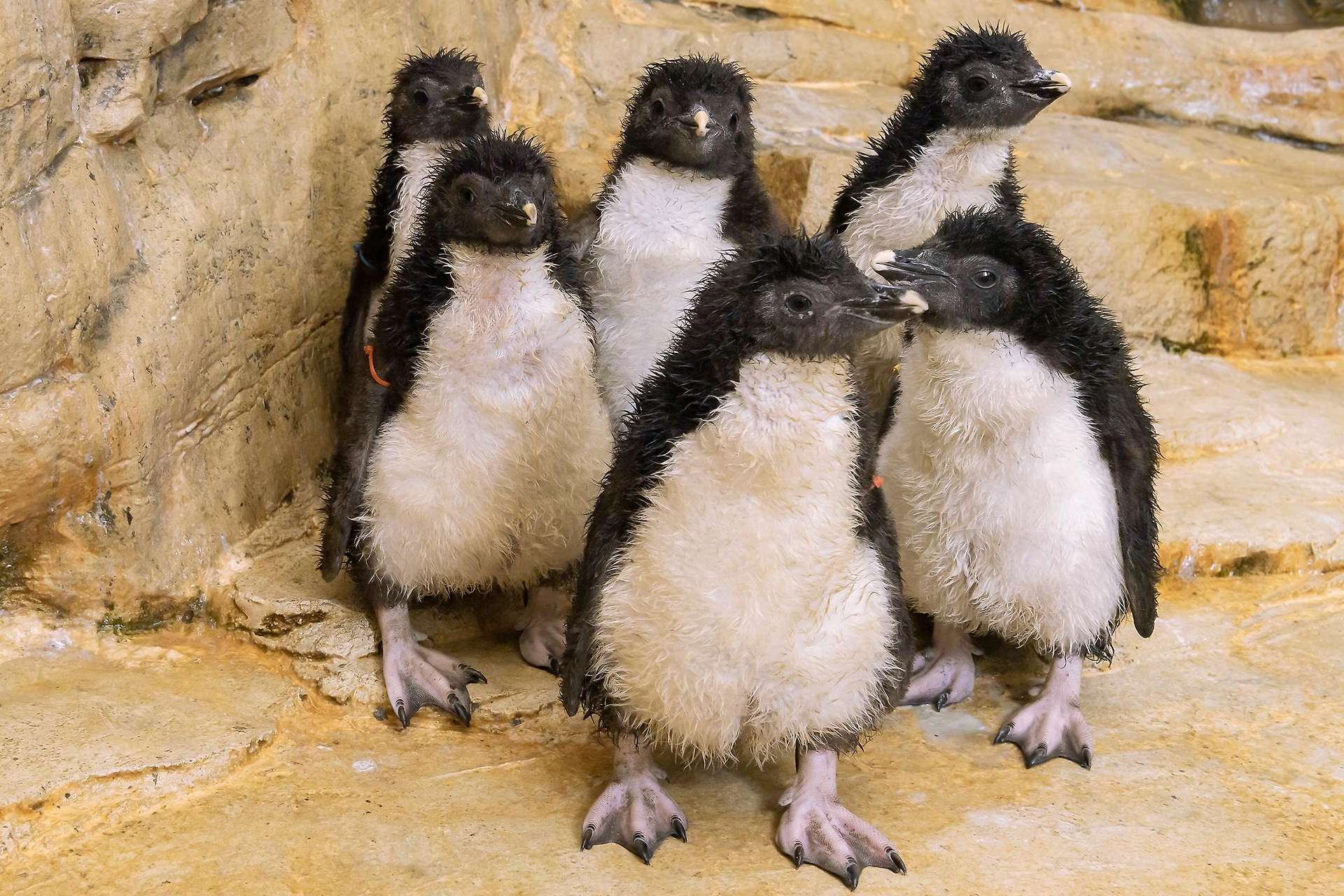 Zoo Schönbrunn: au venit pe lume puii de pinguini rockhopper!