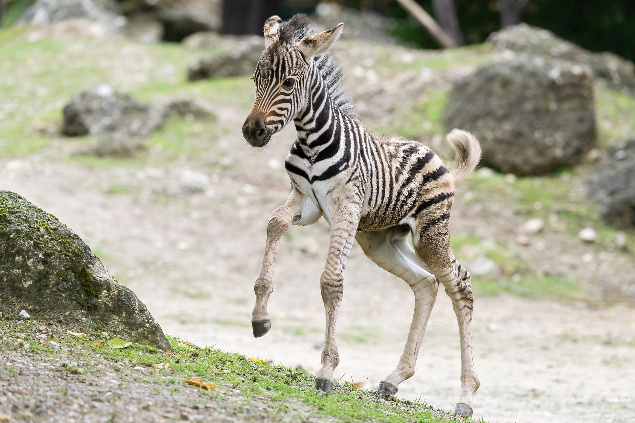Un pui de zebră este noua vedetă la Zoo Schonbrunn!