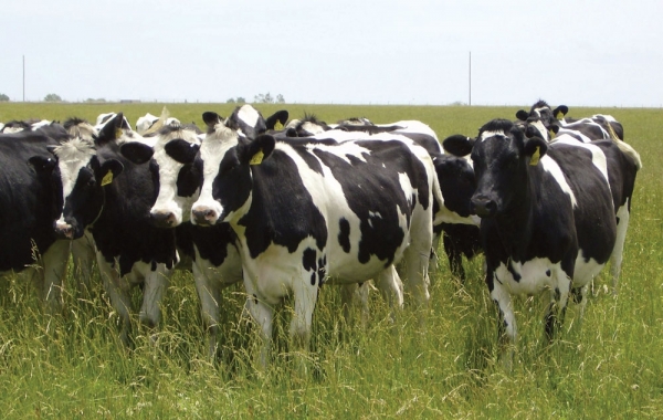 Demența ecologiștilor frizează ridicolul: Fermierii neozeelandezi vor fi obligați să plătească pentru pârțurile și râgâielile oilor și vacilor!