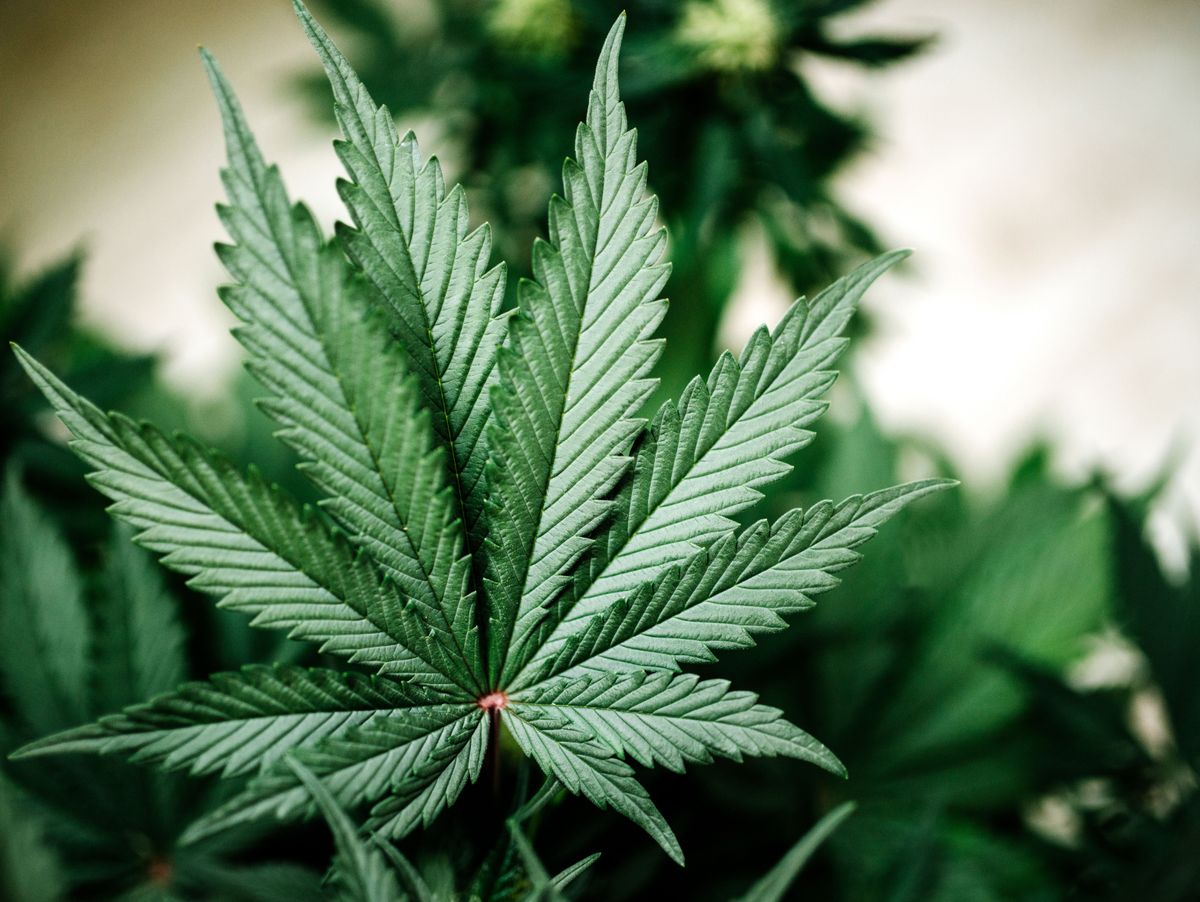    Se legalizează marijuana în Austria?!￼￼