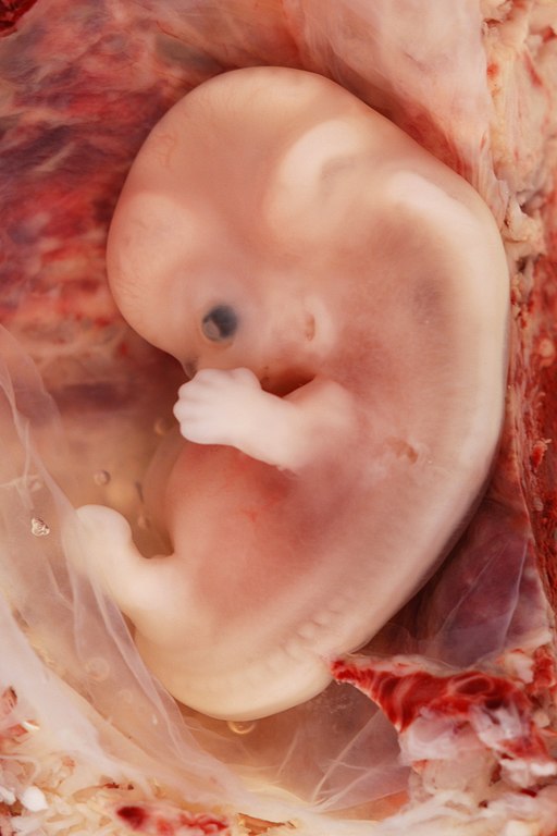 Ingineria genetică și joaca de-a Dumnezeu!